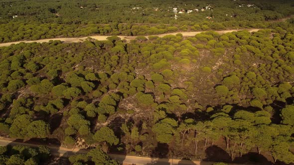 Above Forest of Setubal Portugal