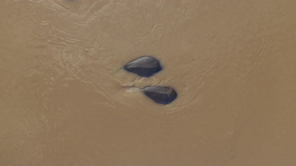 Aerial View of Hippos swimming in the river, Balule Reserve, South Africa.