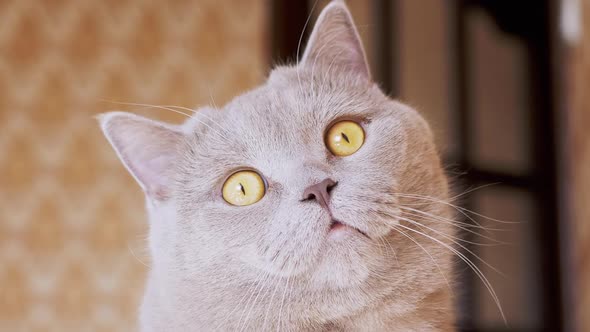 Gazing of a Curious Gray British Cat Looking Up at the Camera