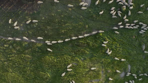 Aerial view of hundreds of sheep walking in field.