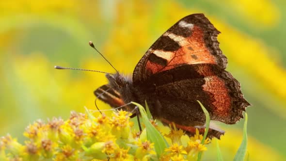 Small Tortoiseshell Butterfly Aglais Urticae Nymphalis Urticae