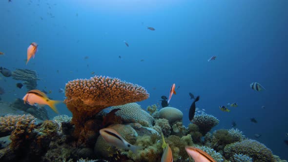 Underwater Fish and Coral Garden