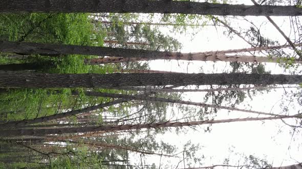 Vertical Video of a Forest with Pine Trees