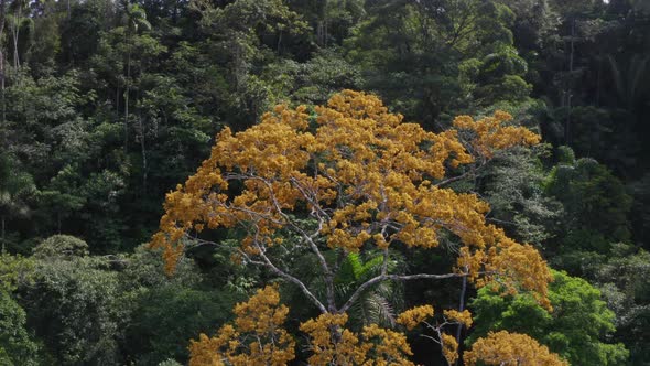 Aerial view, flying over a large tree that is flowering with beige flowers