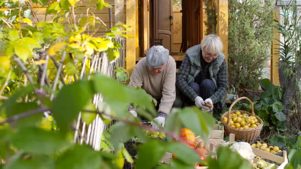 Caucasian Gardeners Cleaning Freshly Gathered Fruit and Vegetables