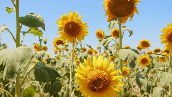 Beautiful Natural Plant Sunflower In Sunflower Field In Sunny Day 20