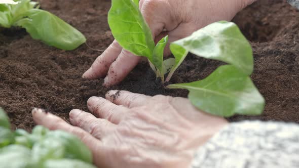 Hands Planting Vegetables Agriculture