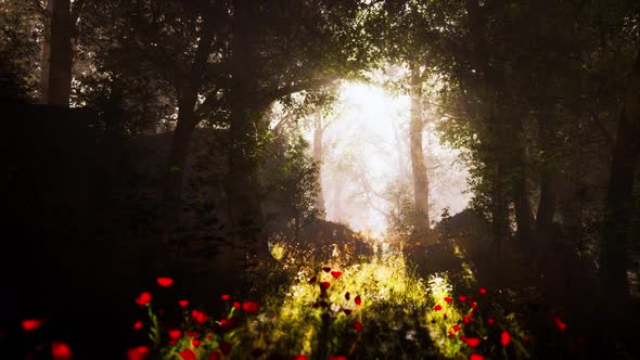 Sunbeams Entering Forest on a Misty Autumnal Morning