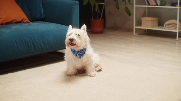 Beautiful Dog Wearing Blue Scarf Closeup West Highland White Terrier Portrait