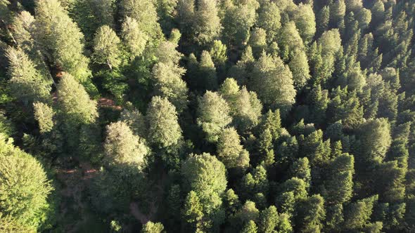 Aerial Green Forest