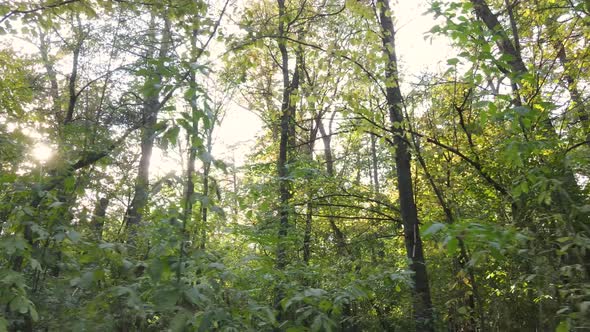 Forest with Trees in an Autumn Day