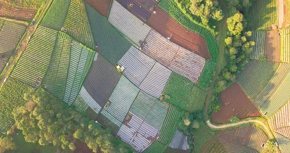 Aerial flyover beautiful vegetable plantation in different colors and pattern during sunny day - Cen