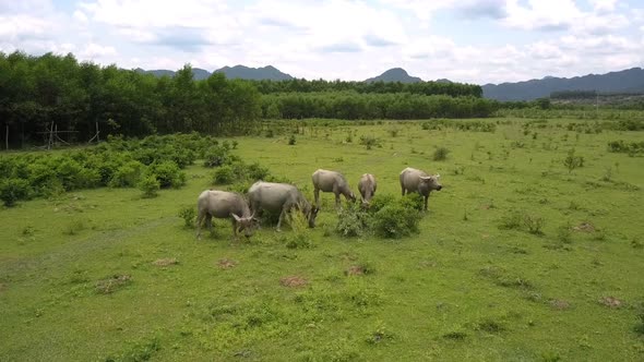 Buffaloes Herd Grazes on Grassland in Valley Bird Eye View