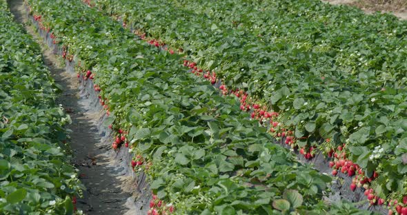 Fresh Strawberry Farm