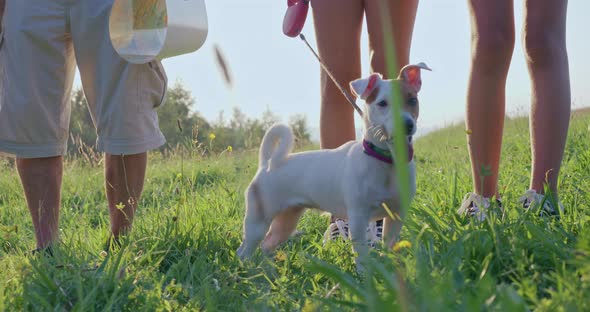 Jack Russell Terrier with Owners Standing in Green Summer Meadow