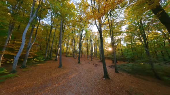 Smooth Flight Between Trees in a Fabulous Autumn Forest at Sunset