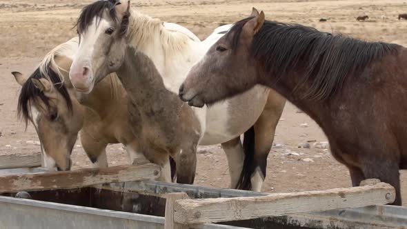 Wild horses drinking water and chewing ice in frozen trough