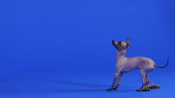 A Xoloitzcuintli Stands Near a Knitted Toy and Looks Up Looking for Something