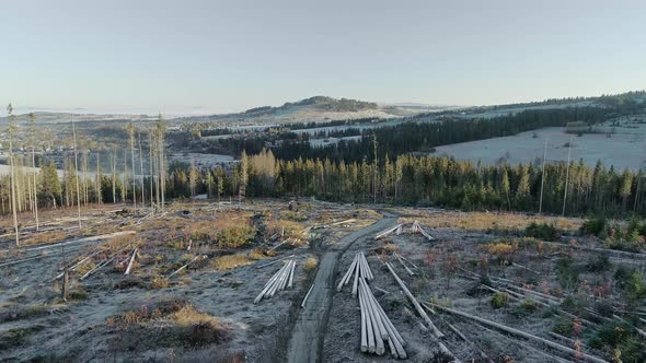 Human impact on primeval forest in Europe, aerial at deforested area