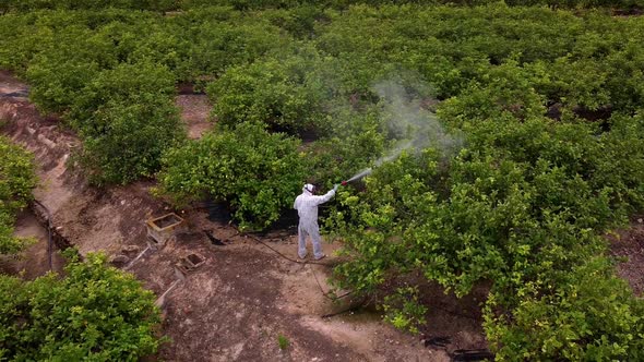 Man spraying pesticides, pesticide, insecticides on fruit lemon growing plantation drone aerial view