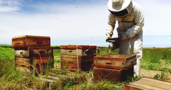 Beekeeper smoking the honeycomb of a beehive using a hive smoker
