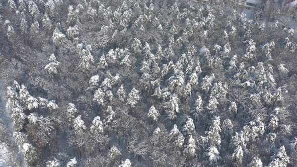 Above snowed forest in December  4K aerial footage