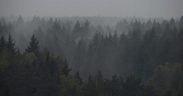 Mist Rising Among Dark Spruce Trees Time lapse