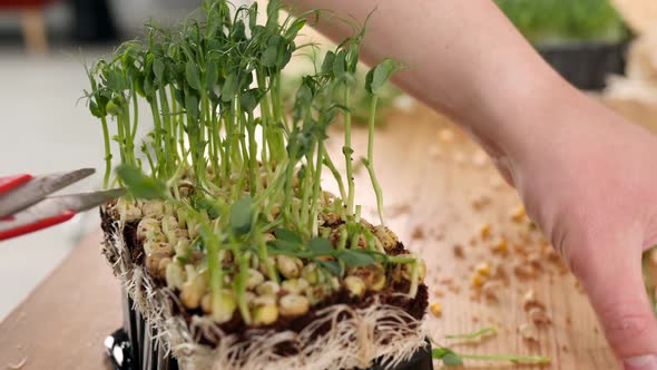 The Gardener Is Cutting the Seedlings in the Potting Container with Special Scissors