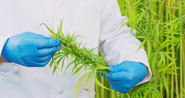 Close Up of Scientists Hand in Protective Gloves Checking and Analizing Hemp Plants Concept of