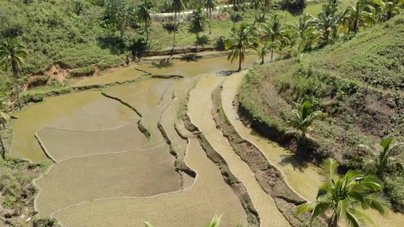 Aerial view of rice fields in Bohol, Siquijor 