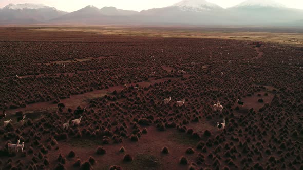 Aerial Drone, alpaca herd on a plain, Tropic animals