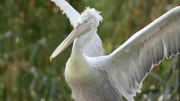 Dance of the Pelican. White Bird Is Waving Its Wings. Feathers on Top of Its Head Are Waving in the