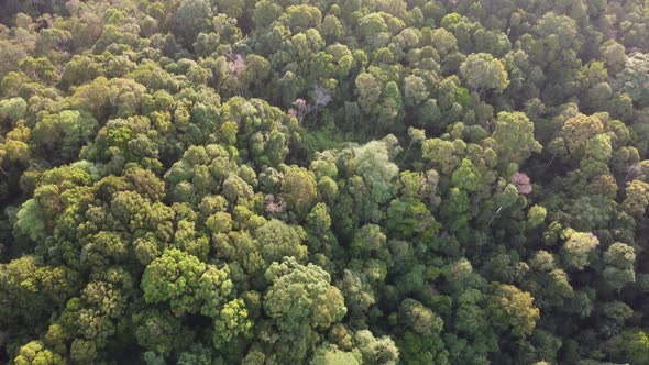 Aerial View Of The Great Tropical Forest