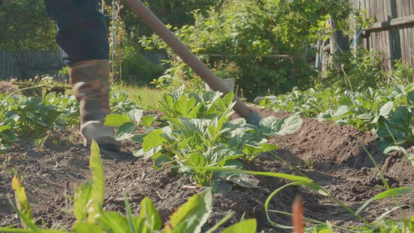 By Covering the Bed the Farmer Takes Care of the Soil for Better Growth and Development of