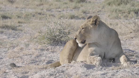 Lions Resting and Walking