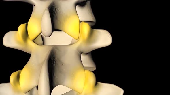 Spinal cord , normal intervertebral disc 3D animation