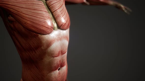 Muscular System of Human Body Animation alt