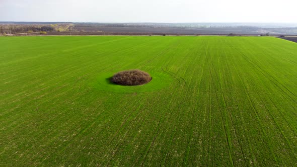 Aerial fly up above young green sunny spring field