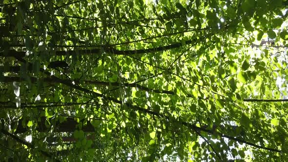 Vertical Video of a Beautiful Forest in Summer