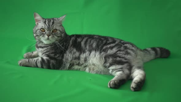 Scottish Straight Cat Lies On A Green Background