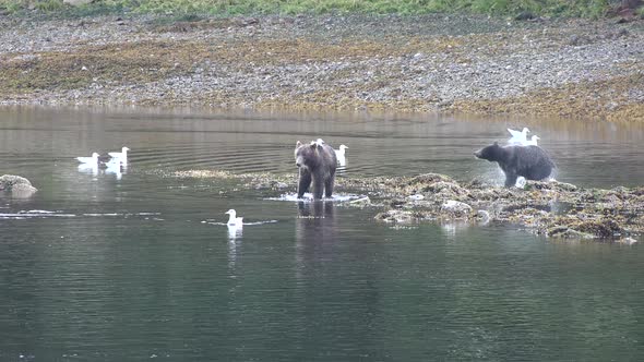 Brown bears hunting for fish in remote wilderness National Park and Reserve Alaska USA