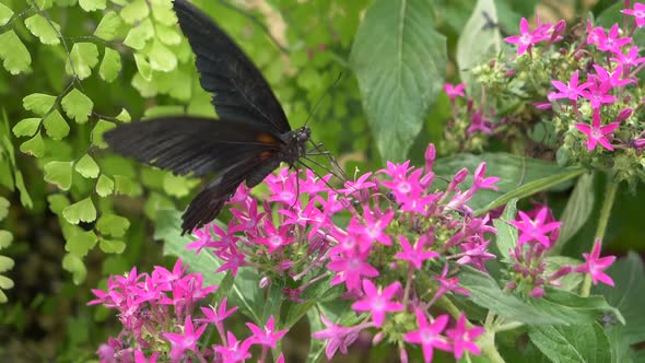 Black Butterfly Beating Wings during Pollination Process on Blooming Pink Flower in Botanical Garden