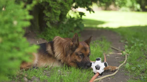 Beautiful German shepherd dog lying down outside on green grass pushes soccer ball with nose wanting