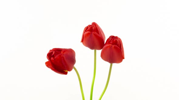 Beautiful Red Tulip Flowers Background