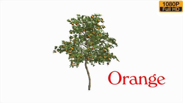 Stormy Orange Tree alt