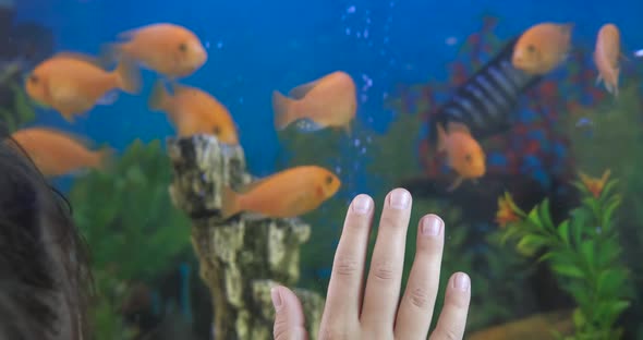 Touching Aquarium Glass