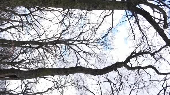 Vertical Video of the Forest with Trees Without Leaves