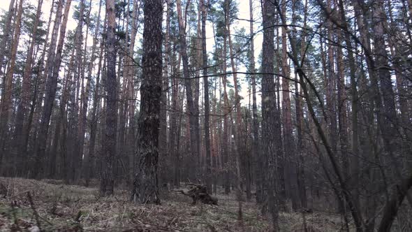 Trees in a Pine Forest During the Day Aerial View