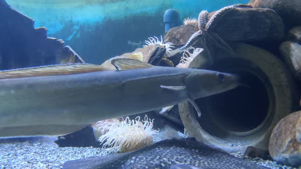 Blue ling molva dypterygia swimming at seabed together with stingray and starfish