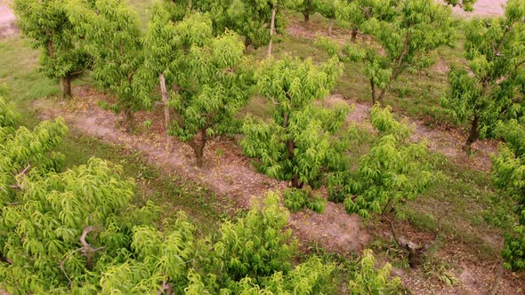 Cherry Plant Trees Agriculture Rural Farm